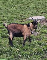 Junger Ziegenbock, Passeirer x gemsfarbige Gebirgsziege