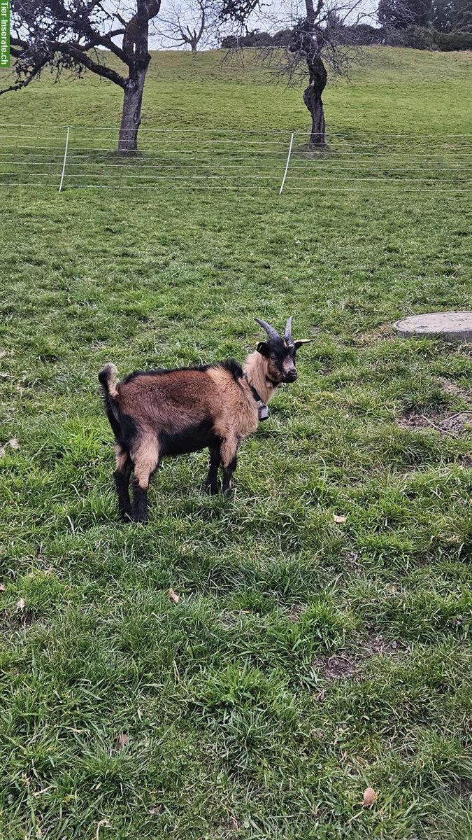 Bild 2: Junger Ziegenbock, Passeirer x gemsfarbige Gebirgsziege