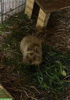 Löwenkopf-Mix Häsin sucht neues Zuhause