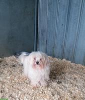 3-jähriger Malteser Rüde im Canile Lager