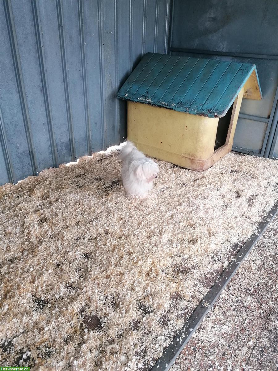 Bild 2: 3-jähriger Malteser Rüde im Canile Lager