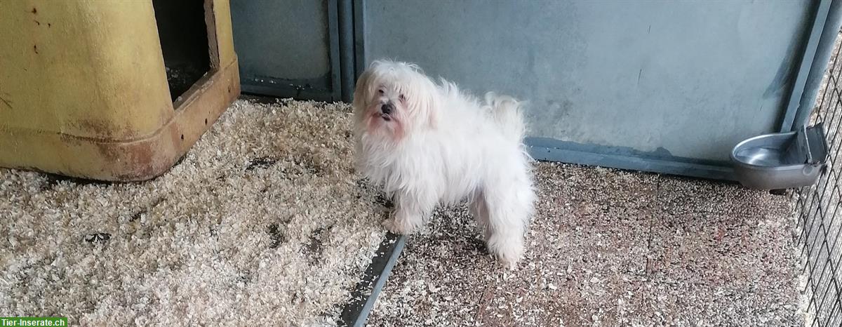 Bild 3: 3-jähriger Malteser Rüde im Canile Lager