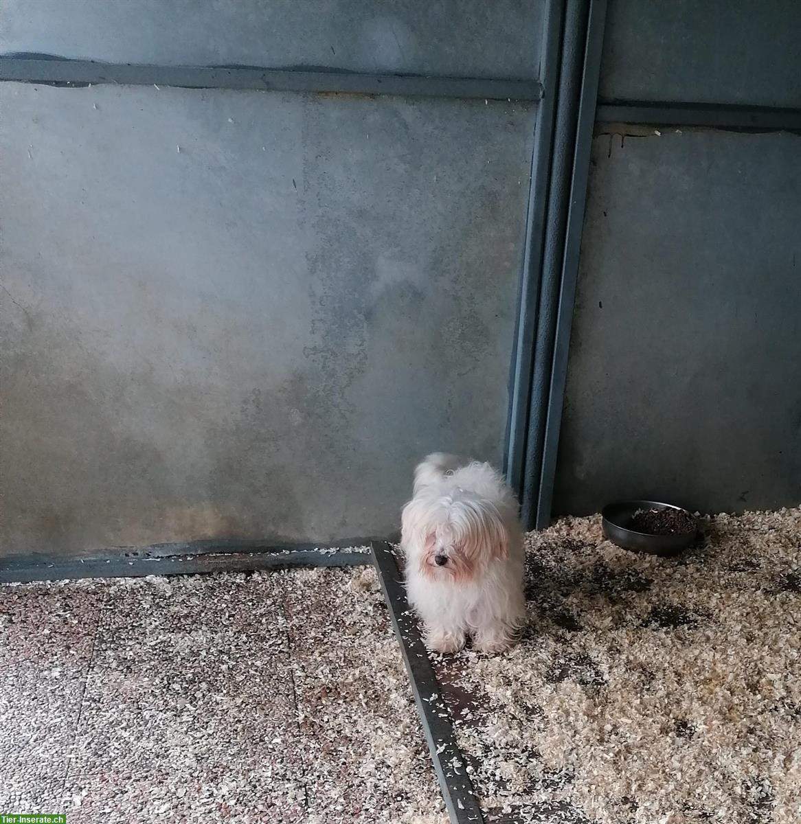 Bild 4: 3-jähriger Malteser Rüde im Canile Lager