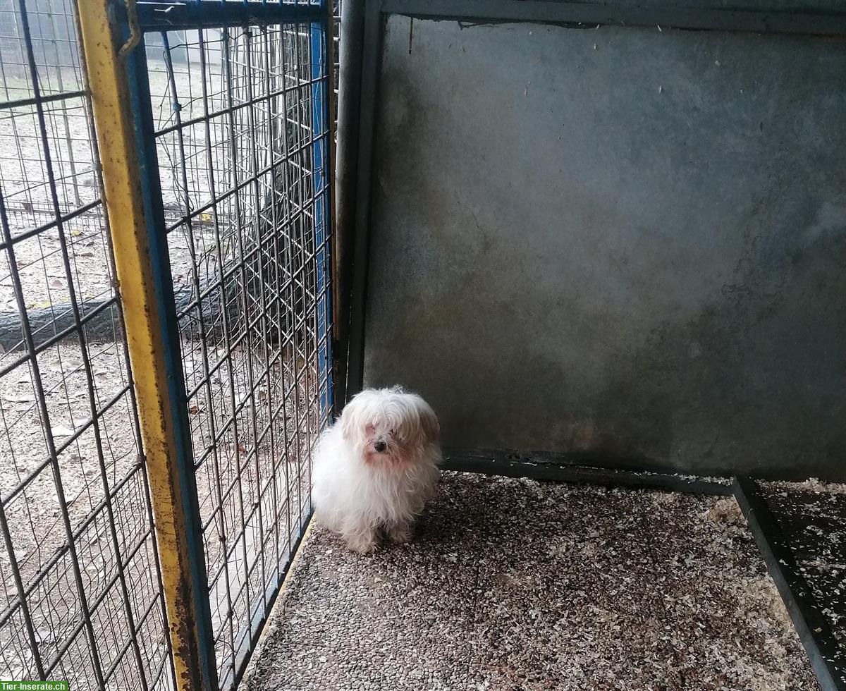 Bild 5: 3-jähriger Malteser Rüde im Canile Lager