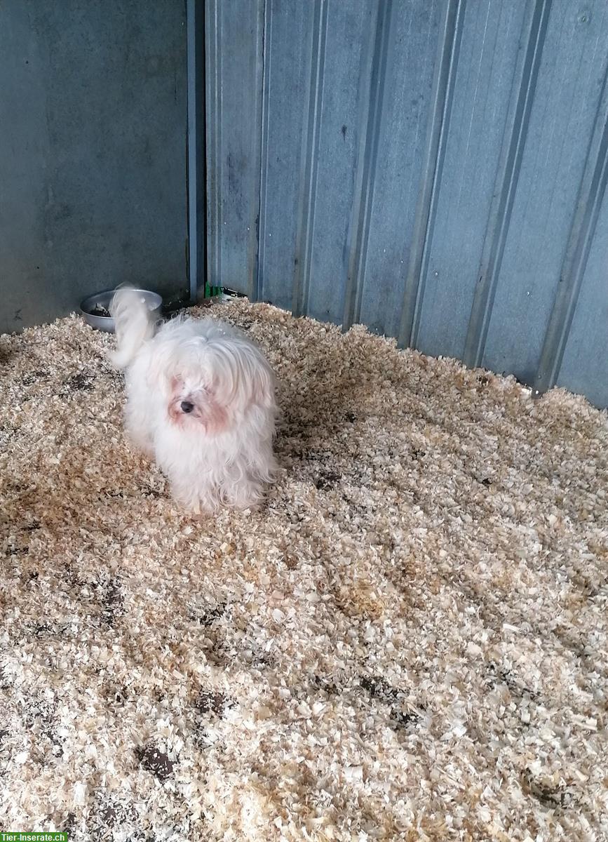 Bild 6: 3-jähriger Malteser Rüde im Canile Lager