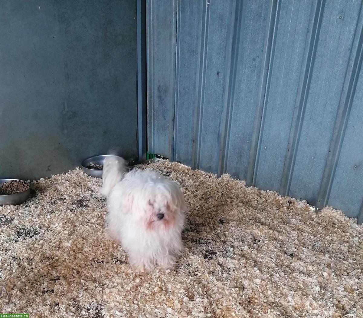 Bild 7: 3-jähriger Malteser Rüde im Canile Lager