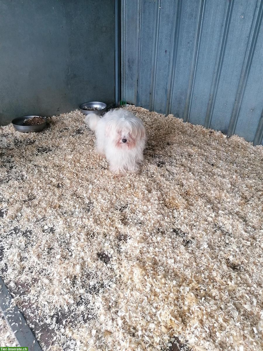 Bild 8: 3-jähriger Malteser Rüde im Canile Lager