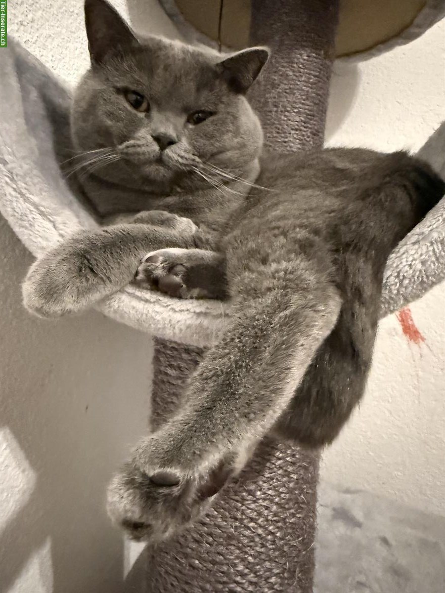 Britisch Kurzhaar Katzengeschwister 🐾 suchen ein Zuhause