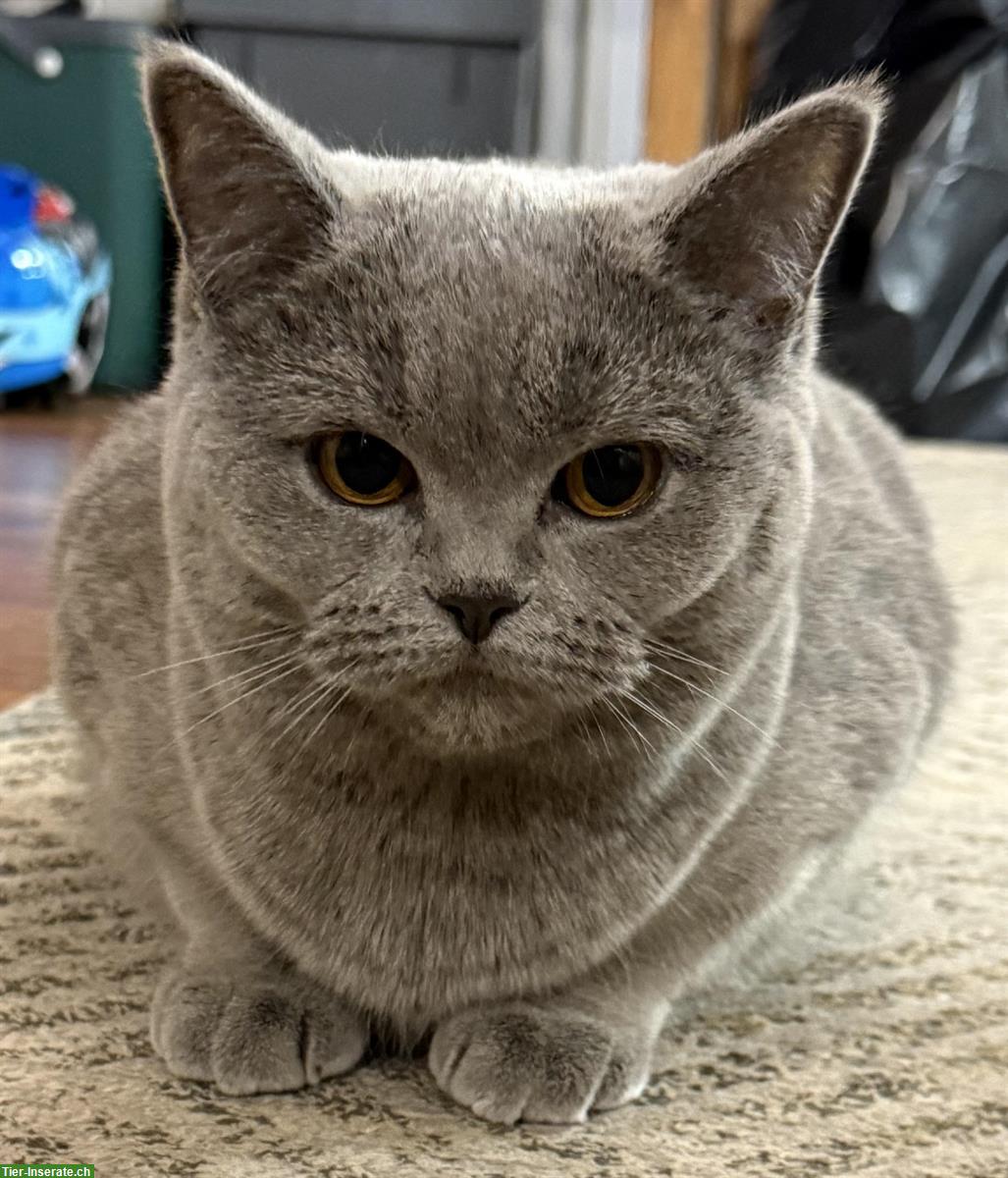 Bild 2: Britisch Kurzhaar Katzengeschwister 🐾 suchen ein Zuhause