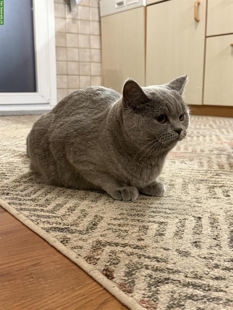 Bild 3: Britisch Kurzhaar Katzengeschwister 🐾 suchen ein Zuhause