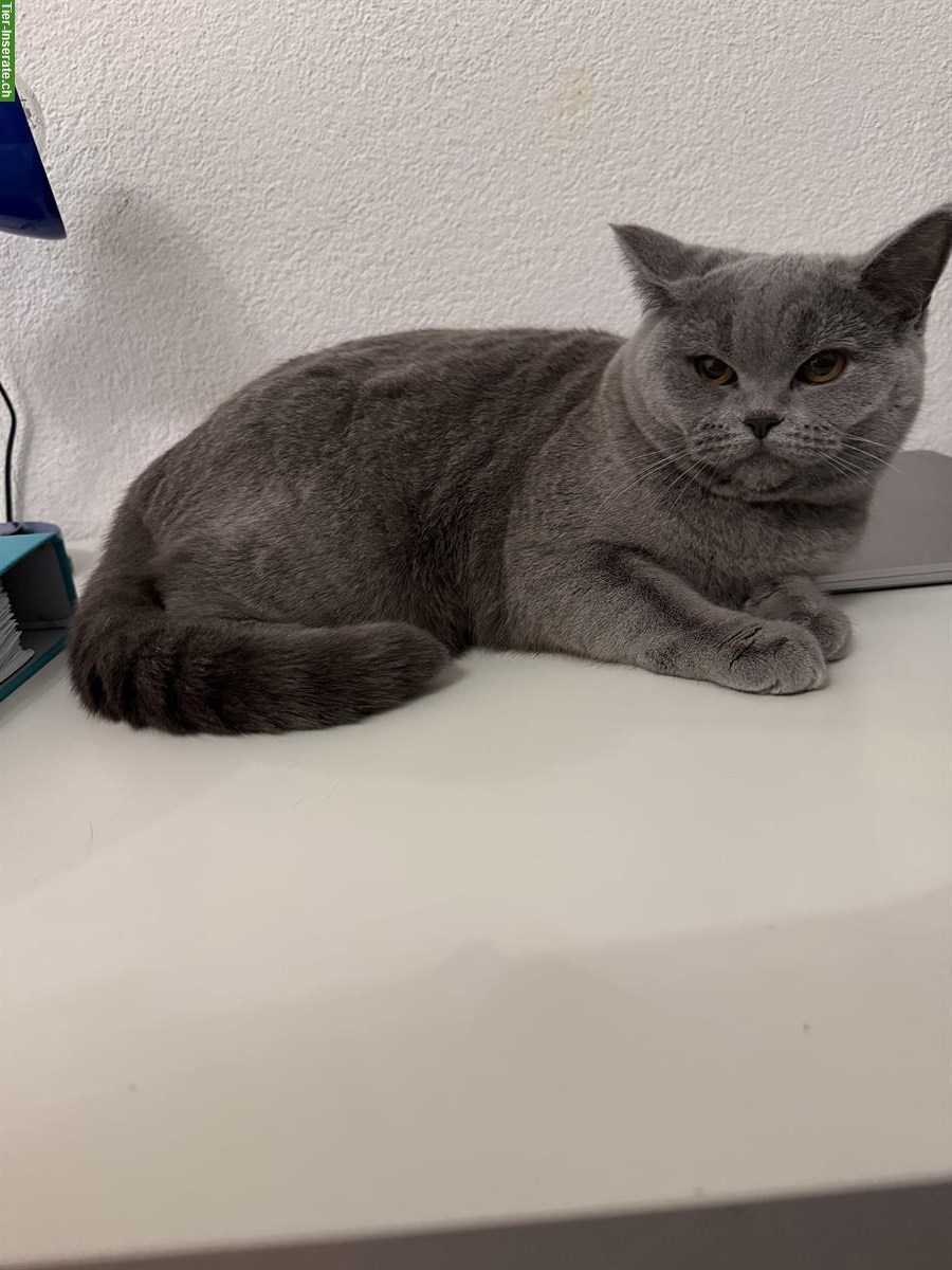 Bild 4: Britisch Kurzhaar Katzengeschwister 🐾 suchen ein Zuhause