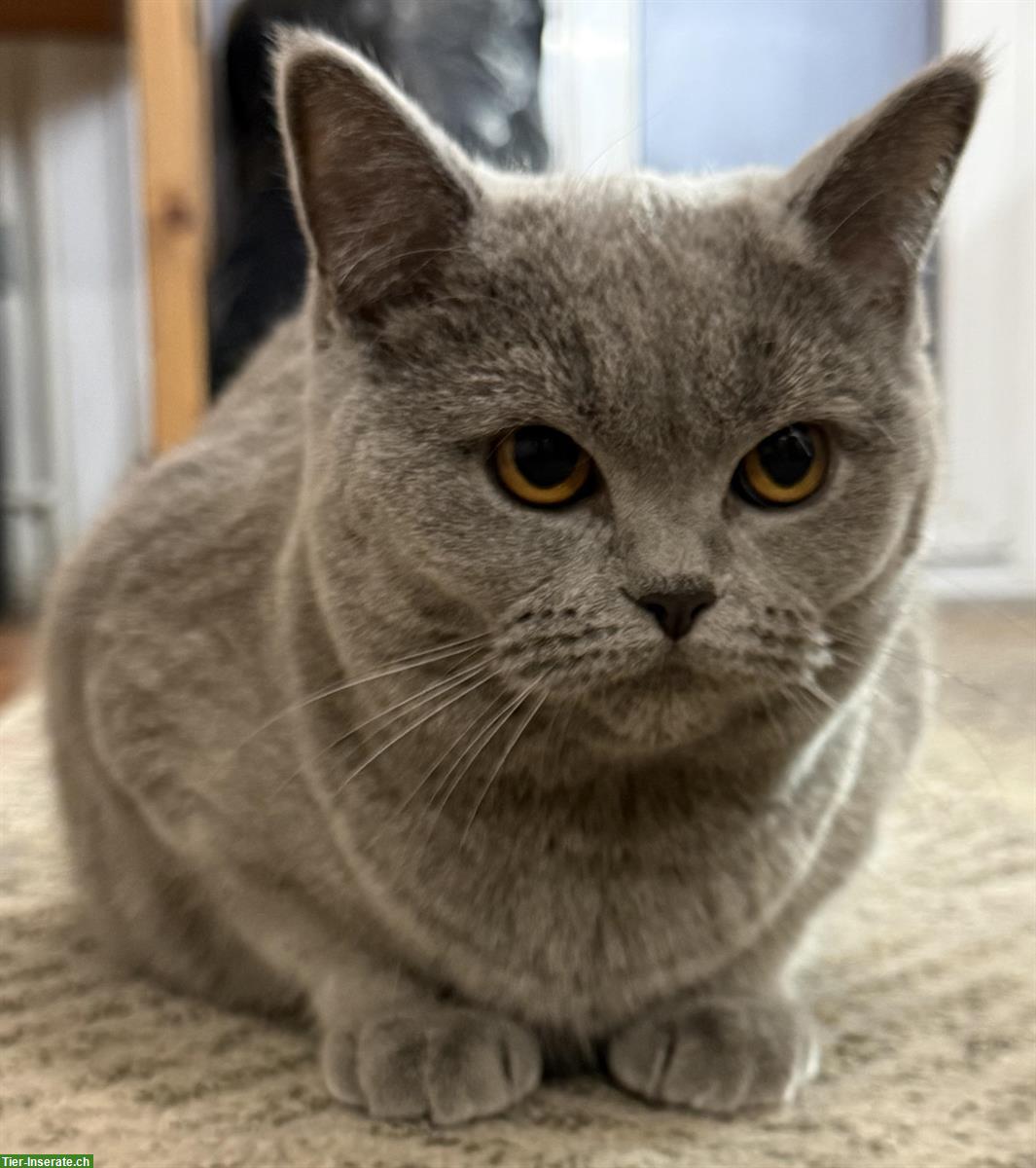 Bild 5: Britisch Kurzhaar Katzengeschwister 🐾 suchen ein Zuhause