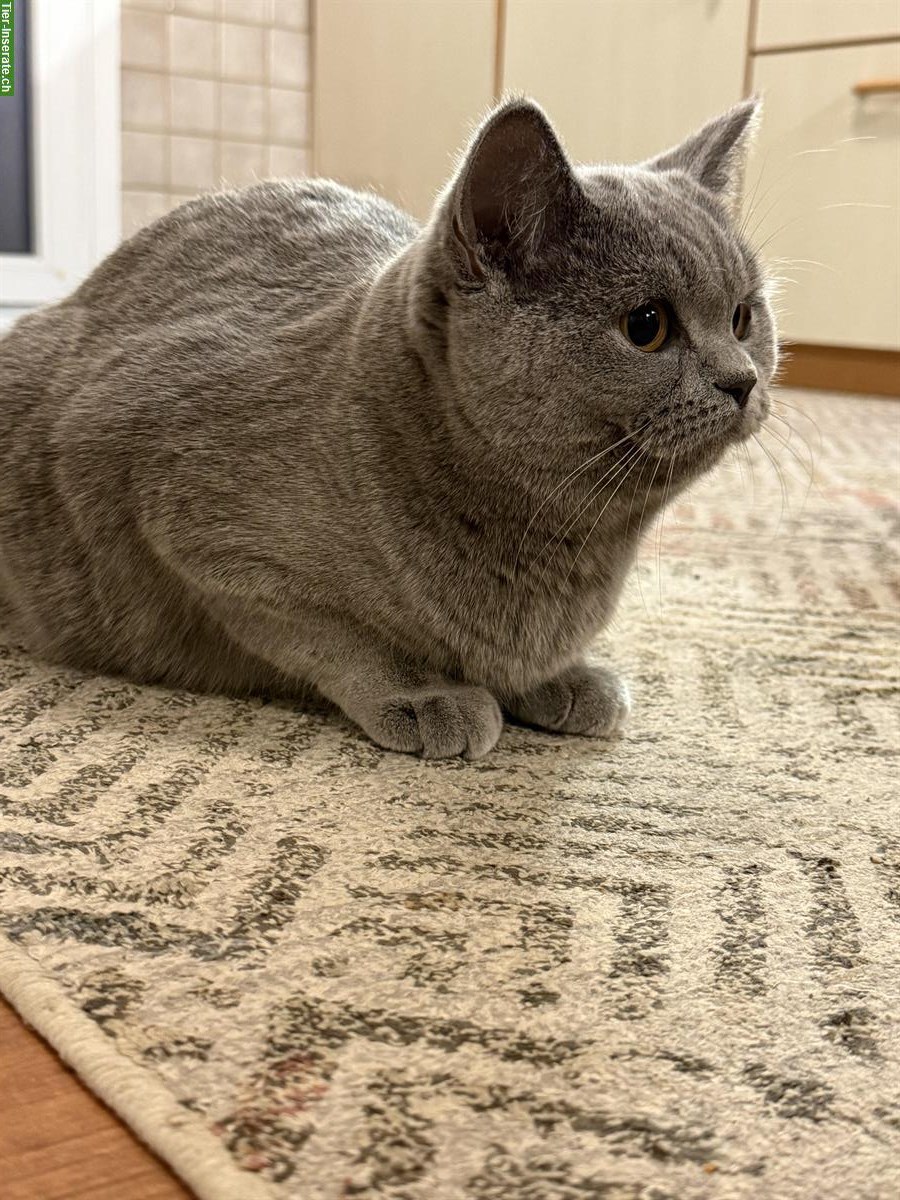 Bild 6: Britisch Kurzhaar Katzengeschwister 🐾 suchen ein Zuhause