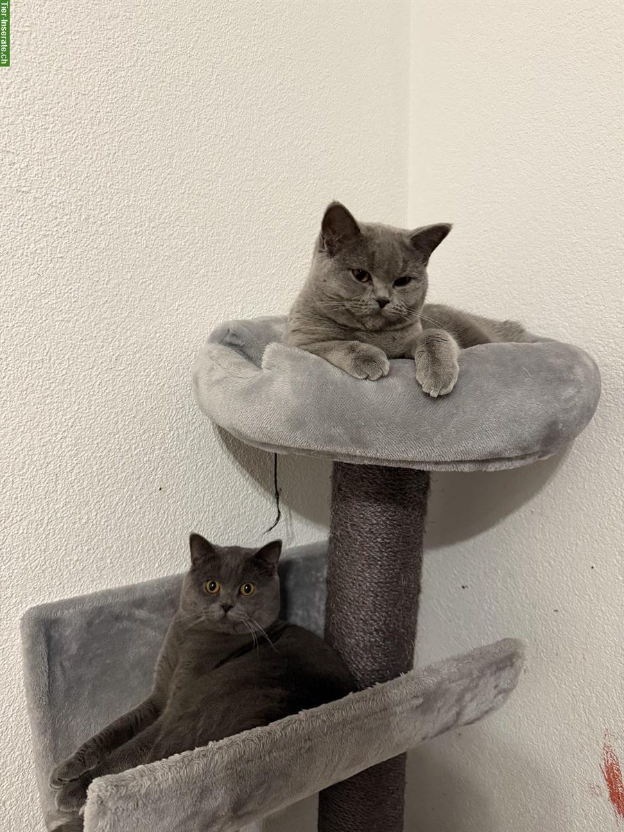 Bild 7: Britisch Kurzhaar Katzengeschwister 🐾 suchen ein Zuhause