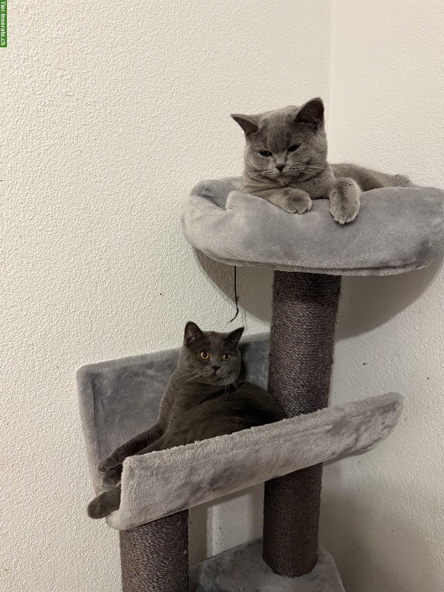 Bild 8: Britisch Kurzhaar Katzengeschwister 🐾 suchen ein Zuhause