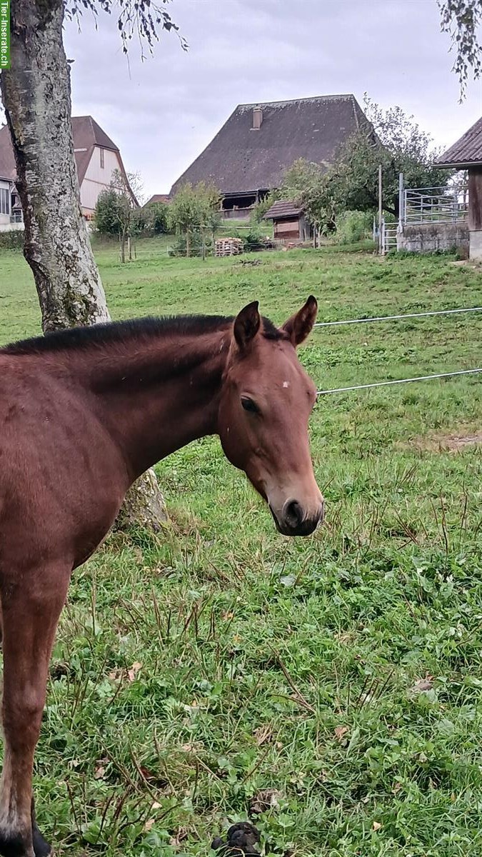 Freiberger Stutfohlen suchen neues Zuhause