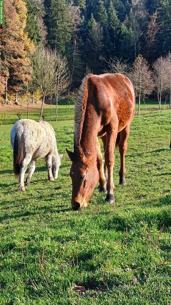 Bild 2: Freiberger Stutfohlen suchen neues Zuhause