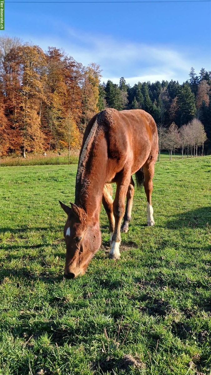 Bild 3: Freiberger Stutfohlen suchen neues Zuhause