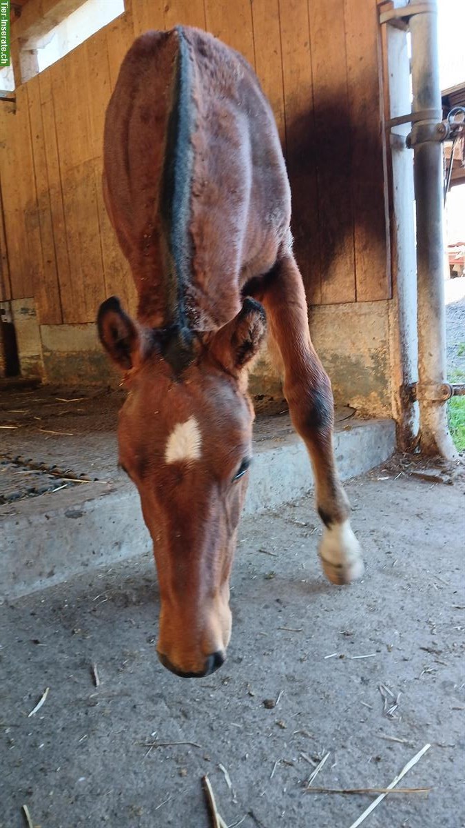 Bild 4: Freiberger Stutfohlen suchen neues Zuhause
