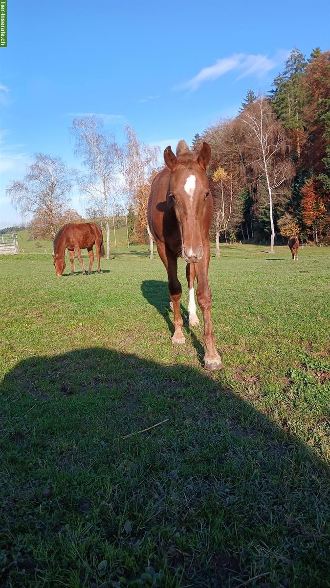 Bild 5: Freiberger Stutfohlen suchen neues Zuhause