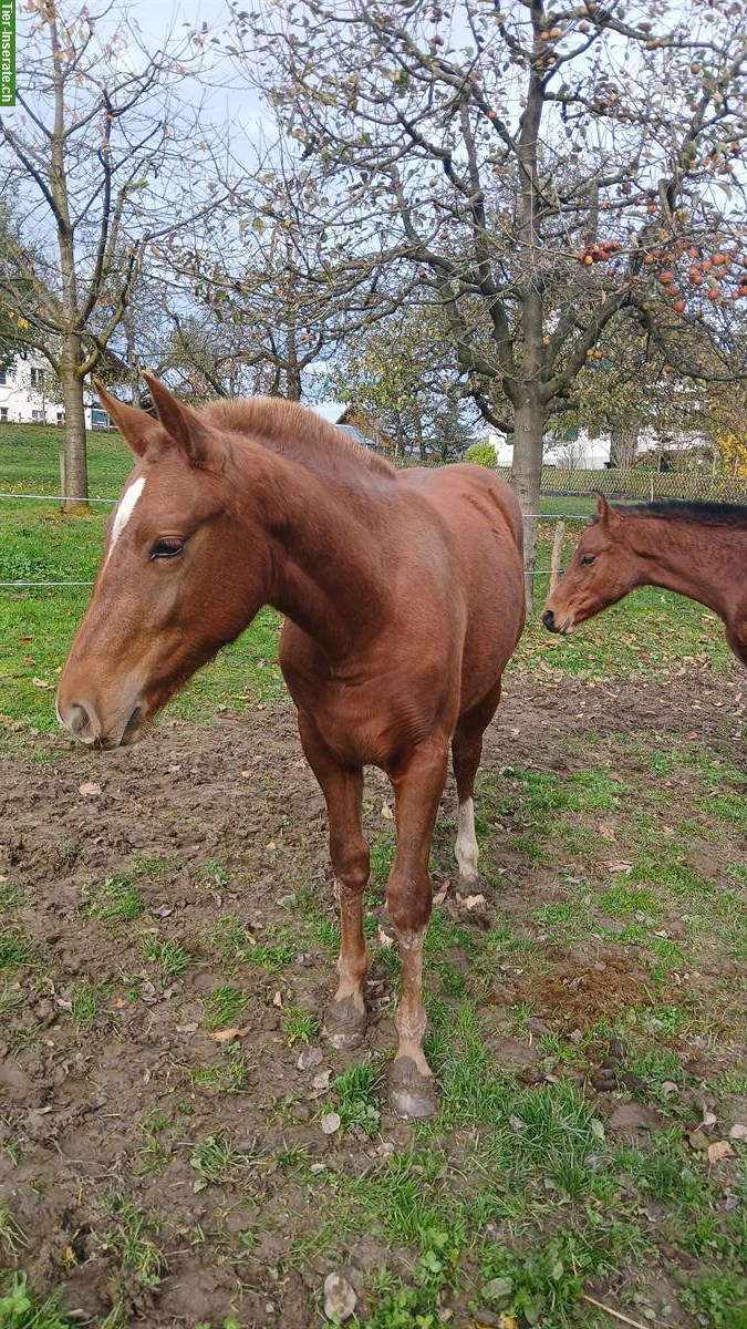 Bild 6: Freiberger Stutfohlen suchen neues Zuhause