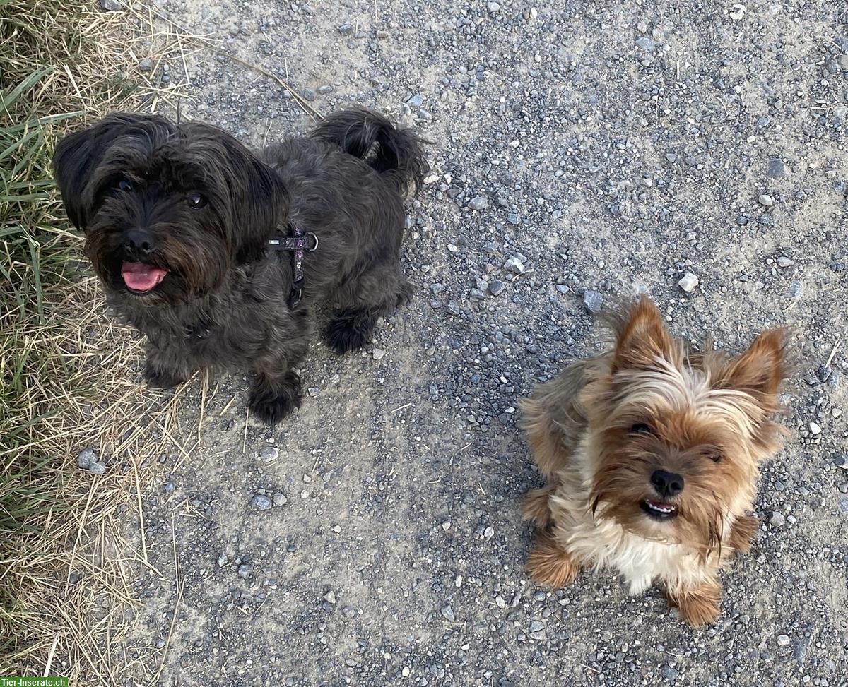 Yorkshire Terrier Duo (Morki Schwarz & Yorkshire Ozean-Pearl)