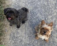 Yorkshire Terrier Duo (Morki Schwarz & Yorkshire Ozean-Pearl)