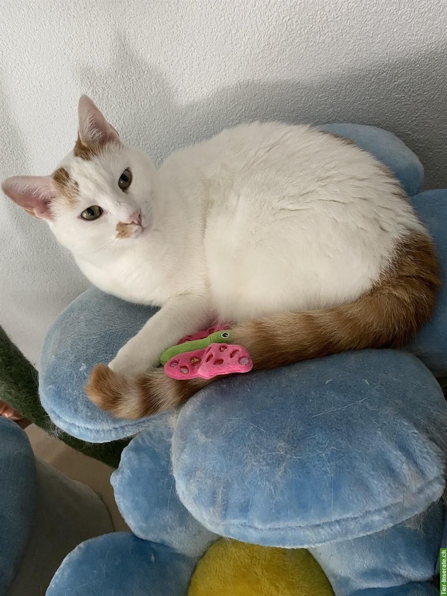 Europäische Hauskatze Kater, weiss-rot