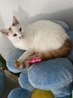 Europäische Hauskatze Kater, weiss-rot