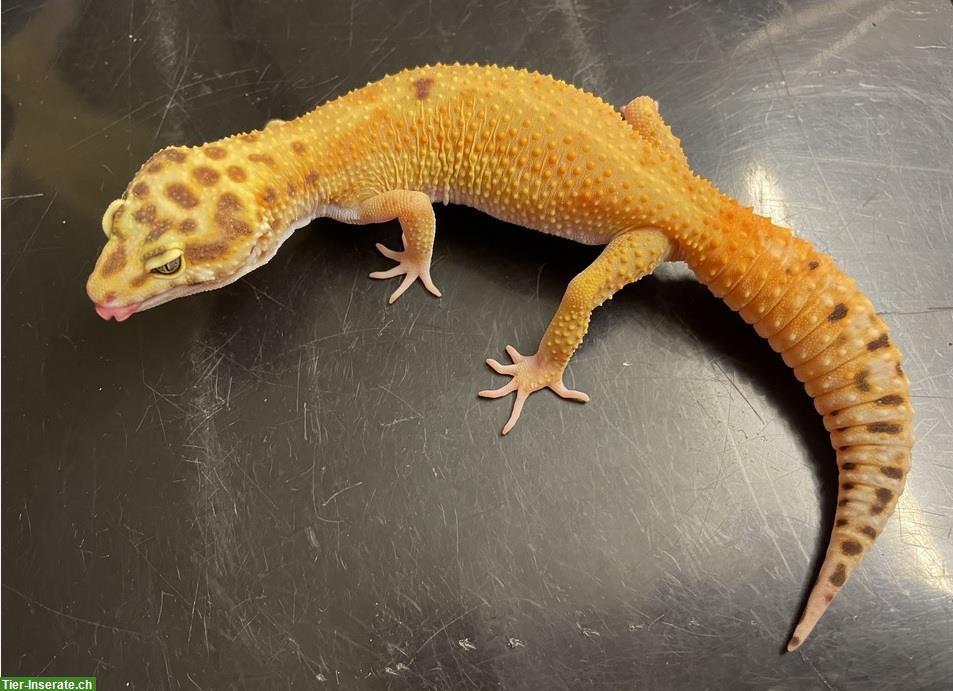 Leopardgecko Weibchen Tangerine Tremper Albino