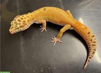 Leopardgecko Weibchen Tangerine Tremper Albino