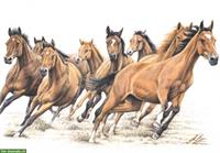 Sensible Pferde & Ponys suchen liebenswerte Reitbeteiligung