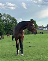 Schweizer Warmblut Wallach, 3-jährig, gross und kompakt