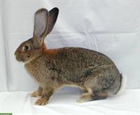 Deutsche Riesen Kaninchen, Häsin GESUCHT