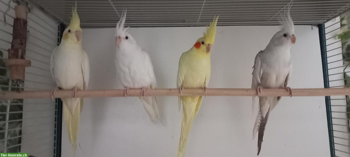 Junge Nymphensittiche zu verkaufen