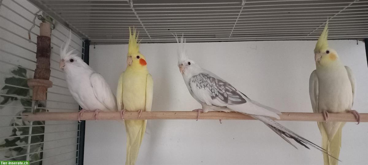 Bild 2: Junge Nymphensittiche zu verkaufen
