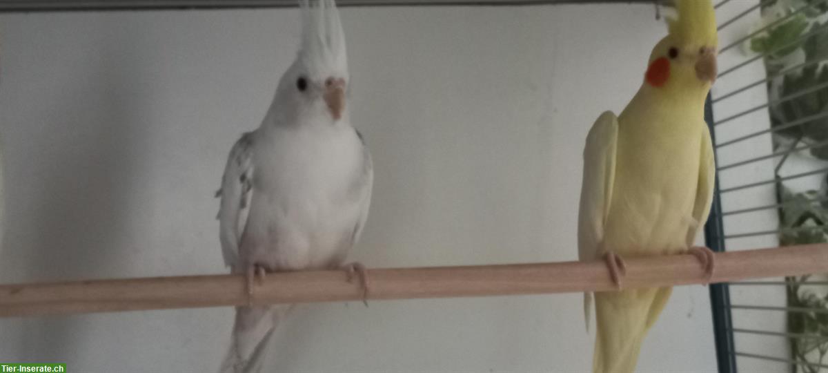 Bild 3: Junge Nymphensittiche zu verkaufen