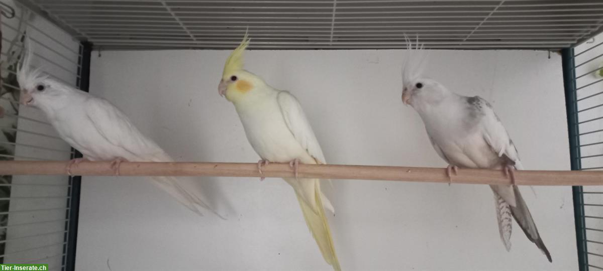 Bild 4: Junge Nymphensittiche zu verkaufen