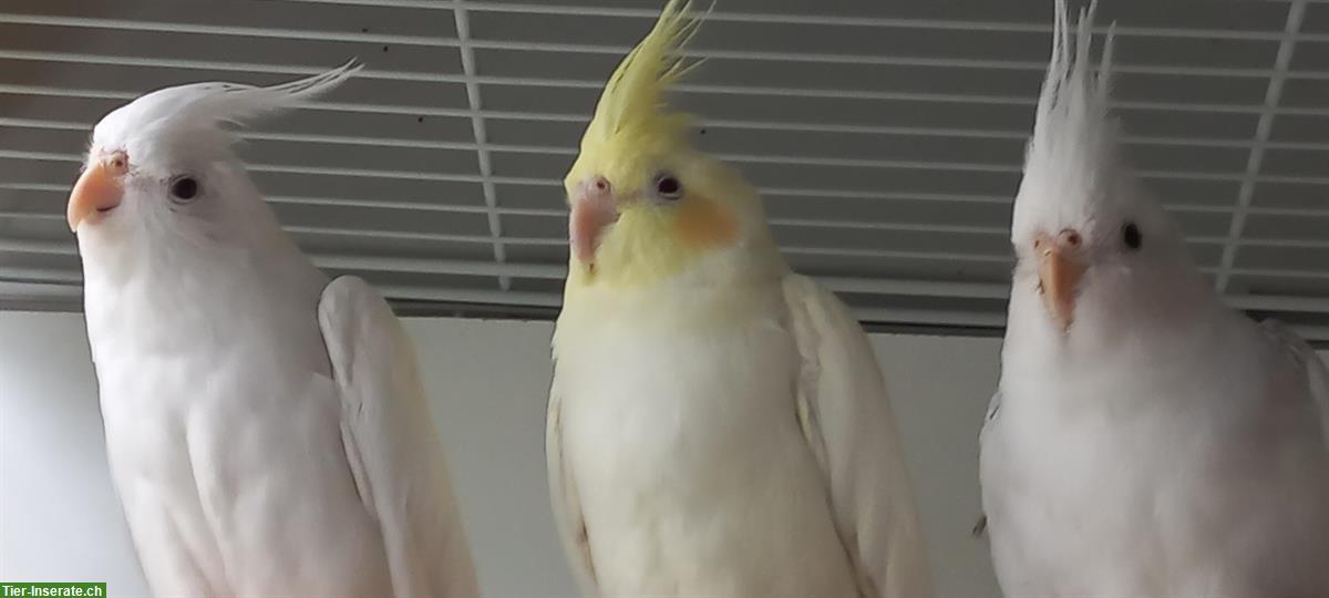 Bild 5: Junge Nymphensittiche zu verkaufen