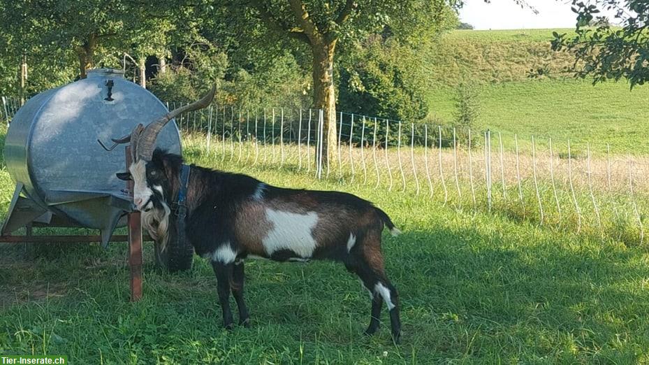 Tauernschecken Bock zu verkaufen, reinrassig und fruchtbar