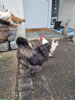 GRATIS: Junger Seidenhahn mit braunen Konturfedern