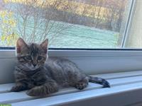 Europäische Kurzhaar Katze (weiblich), mit Zubehör