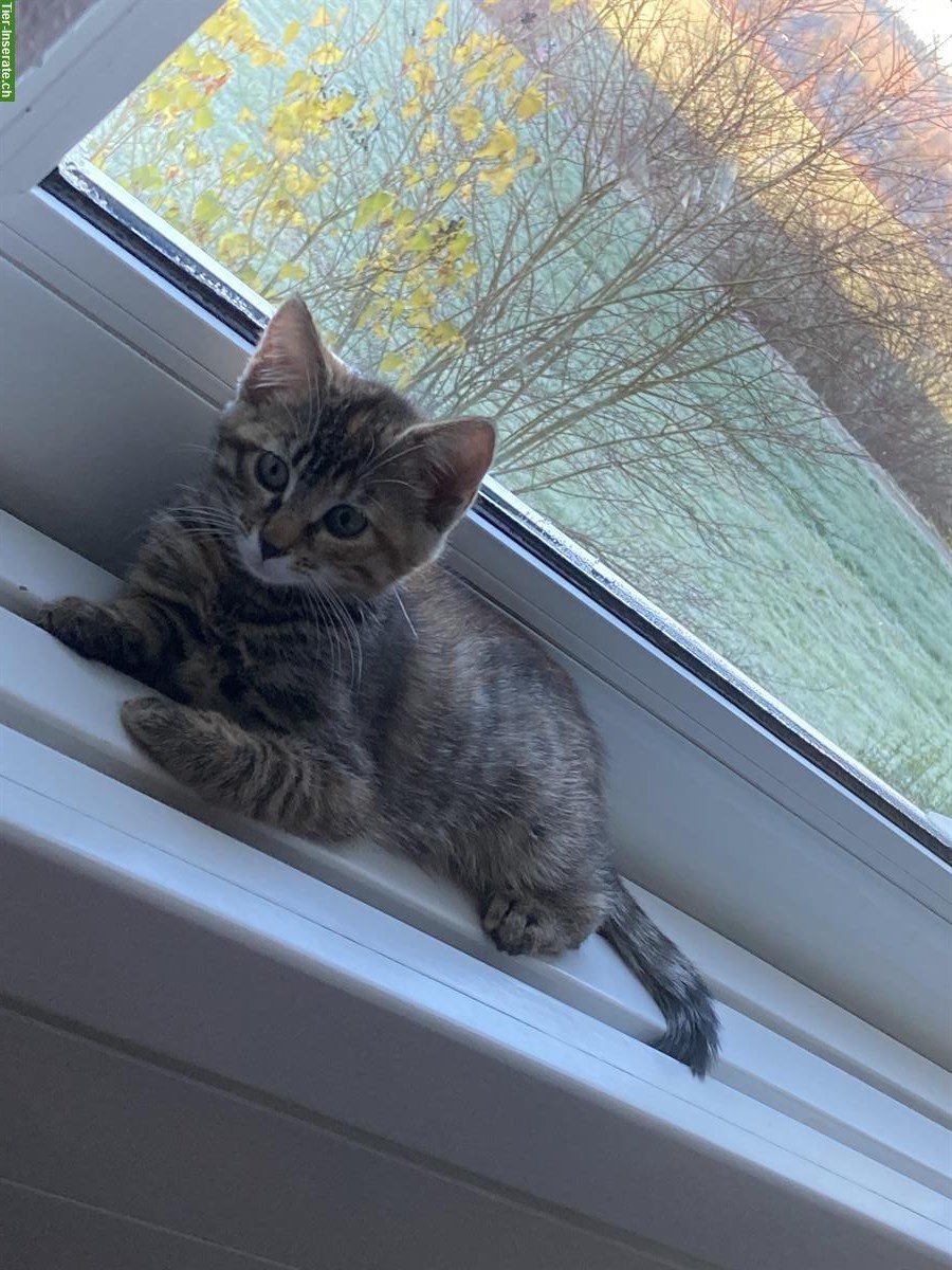 Bild 2: Europäische Kurzhaar Katze (weiblich), mit Zubehör