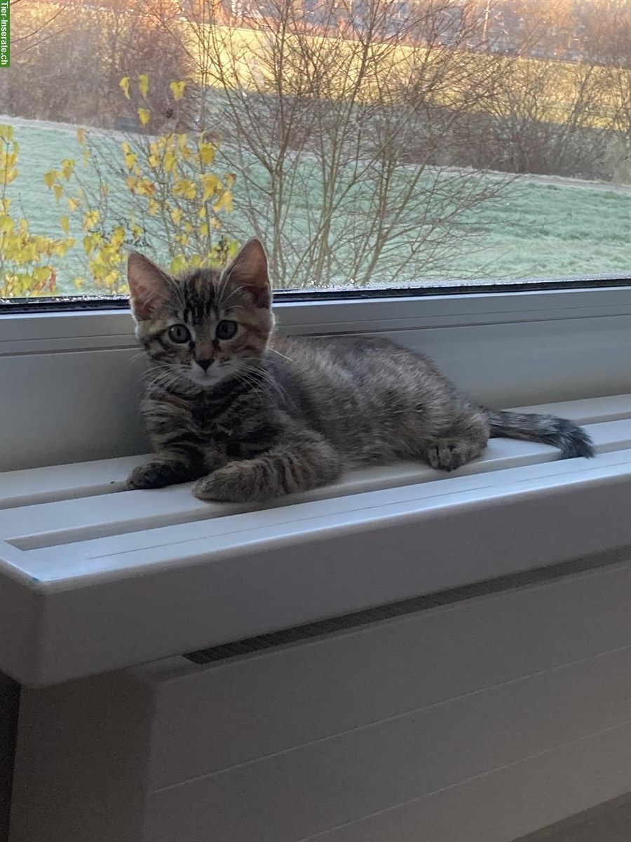 Bild 3: Europäische Kurzhaar Katze (weiblich), mit Zubehör