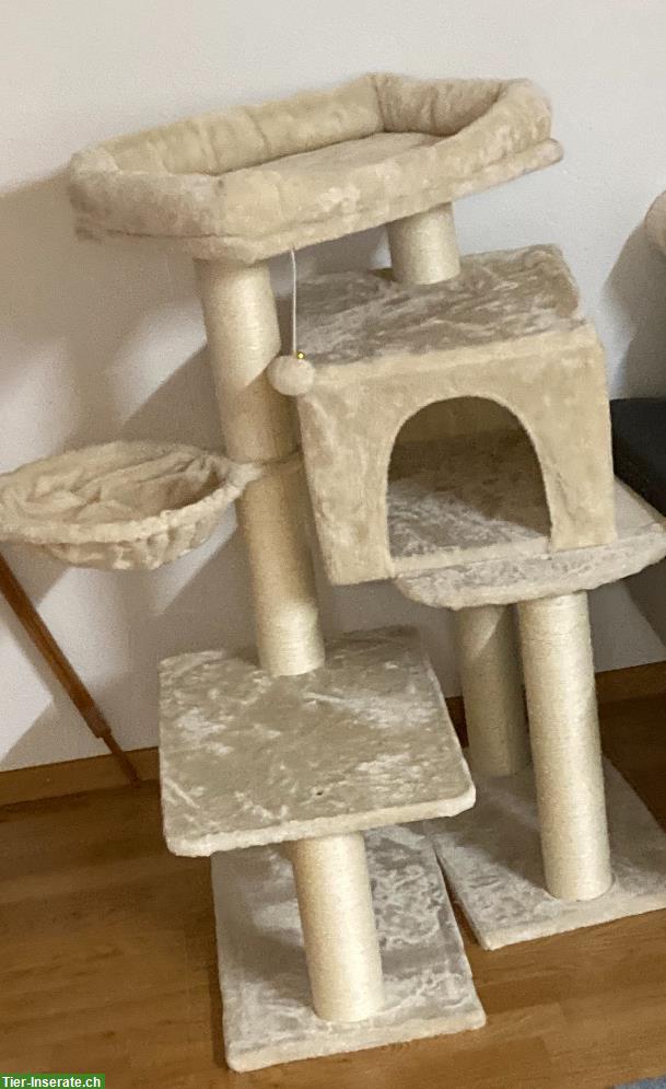 Bild 4: Europäische Kurzhaar Katze (weiblich), mit Zubehör