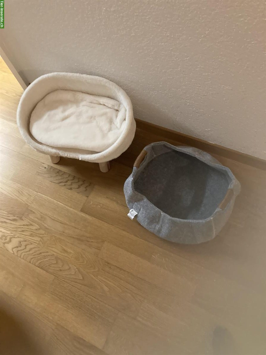 Bild 5: Europäische Kurzhaar Katze (weiblich), mit Zubehör