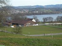 Grosse, helle Pferde Auslaufbox mit direktem Weideanschluss