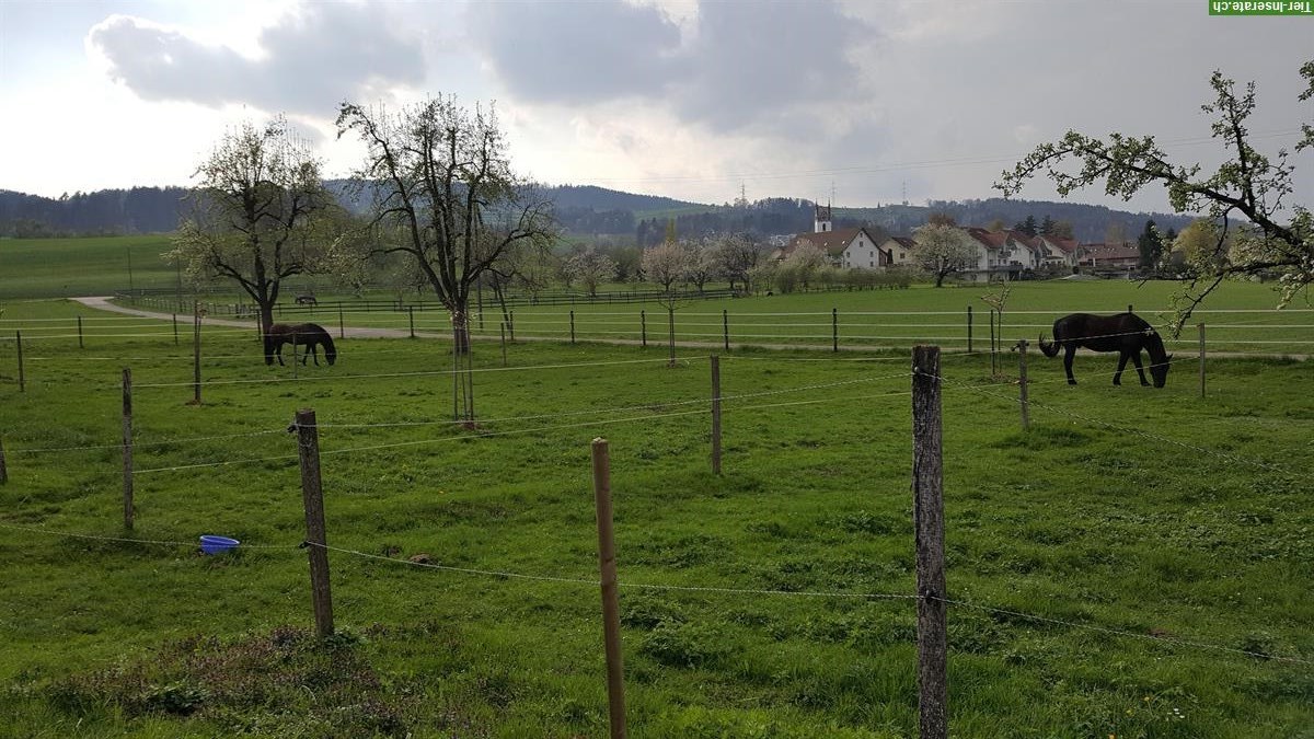 Bild 2: Grosse, helle Pferde Auslaufbox mit direktem Weideanschluss