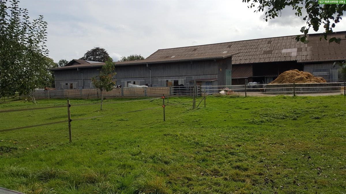 Bild 3: Grosse, helle Pferde Auslaufbox mit direktem Weideanschluss