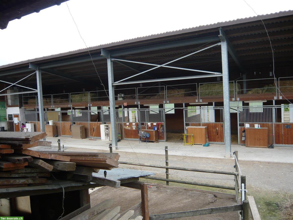 Bild 4: Grosse, helle Pferde Auslaufbox mit direktem Weideanschluss